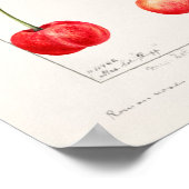 Kersen (Prunus Avium) Waterverf-schilderijen Poster (Hoek)