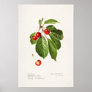 Kersen (Prunus Avium) Waterverf-schilderijen Poster