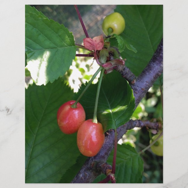 Kersen rood (Voorkant)
