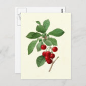 Kersen van Pierre-Joseph Redouté Briefkaart (Voorkant / Achterkant)
