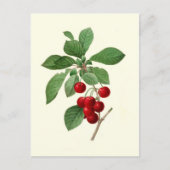 Kersen van Pierre-Joseph Redouté Briefkaart (Voorkant)