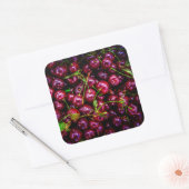 Kersen Vierkante Sticker (Envelop)