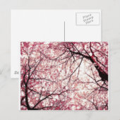 kersenbloesem 2 briefkaart (Voorkant / Achterkant)