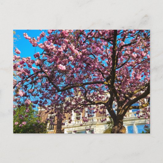 Kersenbloesem Briefkaart (Voorkant)