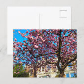 Kersenbloesem Briefkaart (Voorkant / Achterkant)