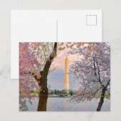 Kersenbloesem Briefkaart (Voorkant / Achterkant)