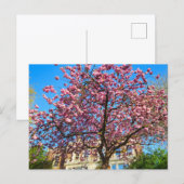 Kersenbloesem Briefkaart (Voorkant / Achterkant)
