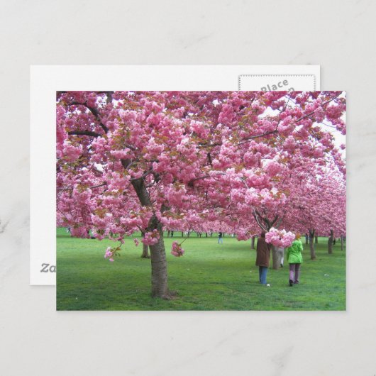 Kersenbloesem Briefkaart (Voorkant / Achterkant)