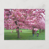 Kersenbloesem Briefkaart (Voorkant)
