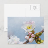 Kersenbloesem Briefkaart (Voorkant / Achterkant)