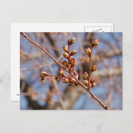 kersenbloesem-briefkaart briefkaart (Voorkant / Achterkant)