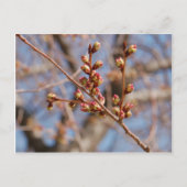 kersenbloesem-briefkaart briefkaart (Voorkant)