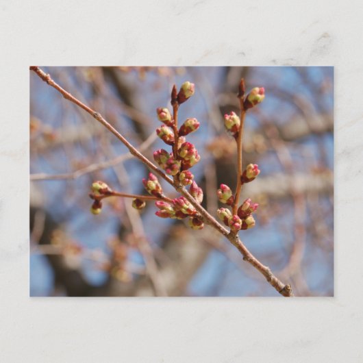 kersenbloesem-briefkaart briefkaart (Voorkant)