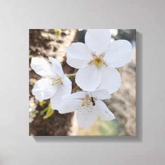 Kersenbloesem Close-up Fotografie Canvas Afdruk