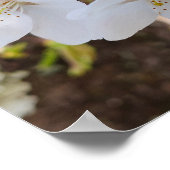 Kersenbloesem Close-up Fotografie Poster (Hoek)