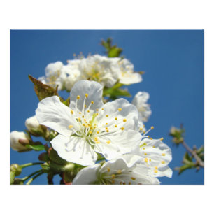 Kersenbloesem Fotografie Prints Lente Bloemen Foto Afdruk