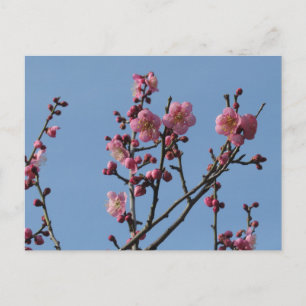 Kersenbloesem: Japan Briefkaart