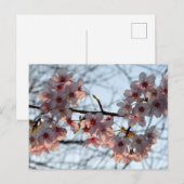 Kersenbloesem: Japan Briefkaart (Voorkant / Achterkant)