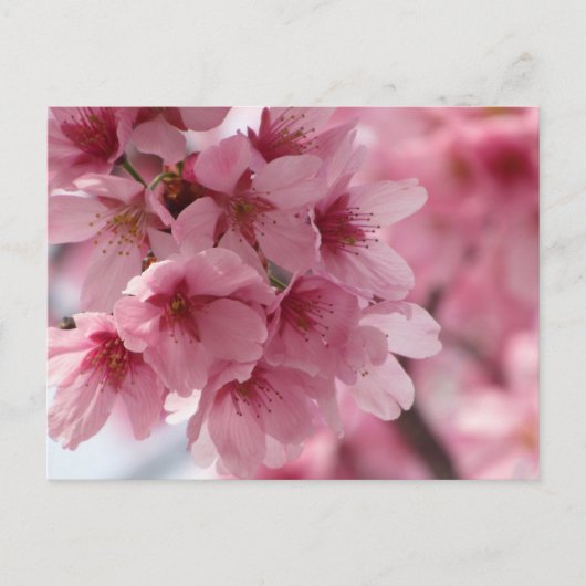 Kersenbloesem: Japan Briefkaart (Voorkant)