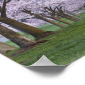 Kersenbloesem langs de rivier Willamette, VS Poster (Hoek)