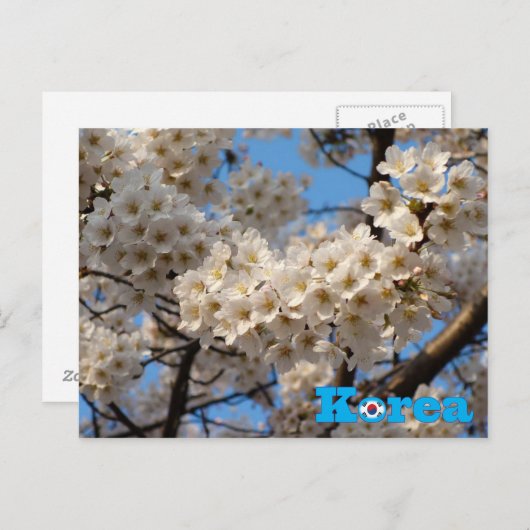 Kersenbloesem Lente in Korea Briefkaart (Voorkant / Achterkant)