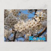 Kersenbloesem Lente in Korea Briefkaart (Voorkant)