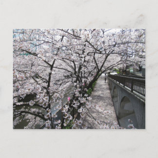 Kersenbloesem: Meguro Rivier, Tokio Briefkaart
