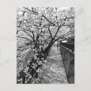 Kersenbloesem: Meguro-rivier, Tokio Briefkaart