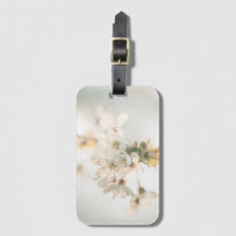 Kersenbloesem Natuur Foto