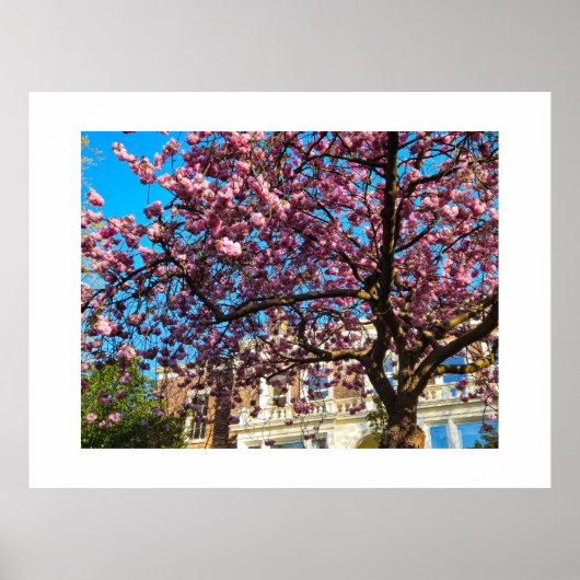 Kersenbloesem Poster (Voorkant)