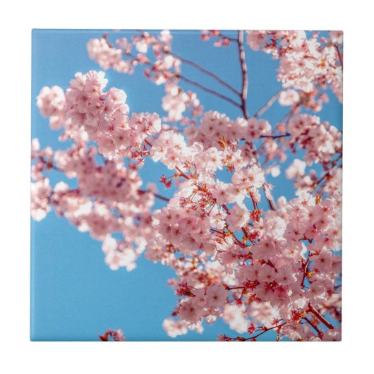 Kersenbloesem Sakura Bloem Boom Tegeltje (Voorkant)