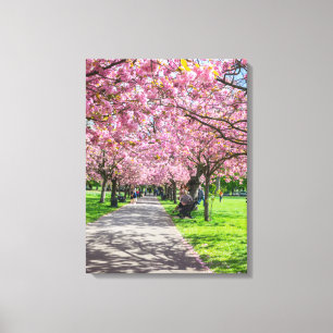 Kersenbloesem uitzicht canvas print
