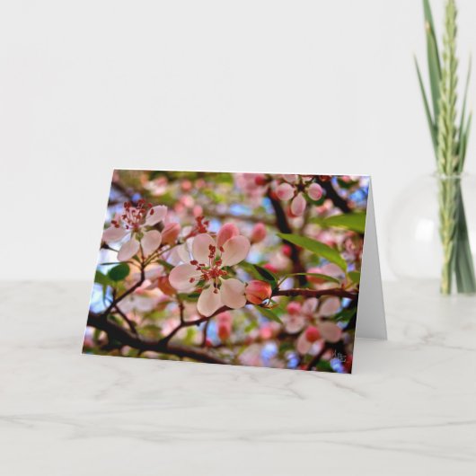 Kersenbloesem [Wenskaart] Kaart (Voorkant)