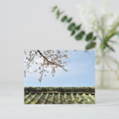Kersenbloesem: Zojoji-tempel, Tokio, Japan Postca Briefkaart (Staand voorkant)