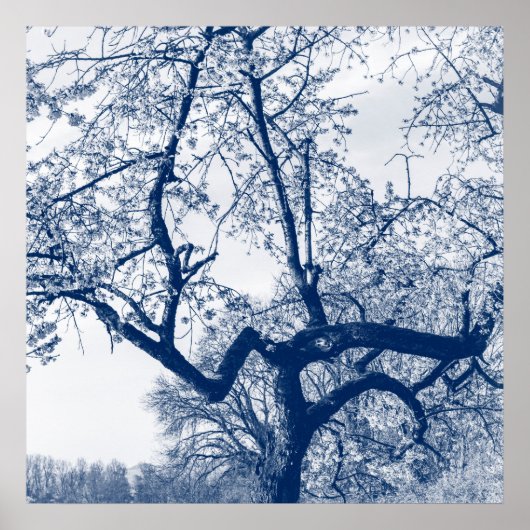Kersenbloesemboom, Delfts Blauw Poster (Voorkant)