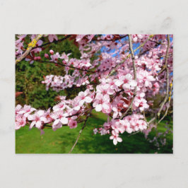 Kersenbloesemboom in de park ansichtkaart briefkaart