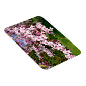 Kersenbloesemboom in het park magneet (Rechterzijde)