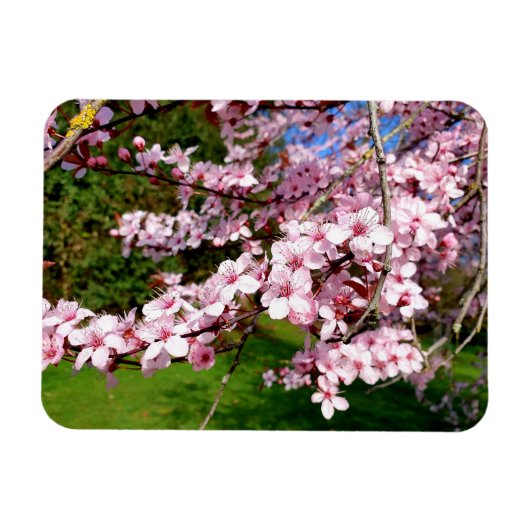 Kersenbloesemboom in het park magneet (Horizontaal)
