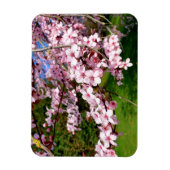 Kersenbloesemboom in het park magneet (Verticaal)