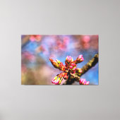 Kersenbloesemknoppen. Het Begin Van De Lente Canvas Afdruk (Voorkant)
