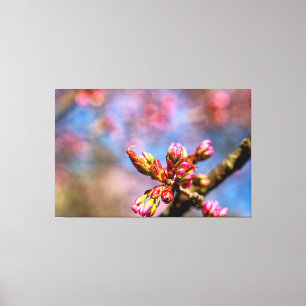 Kersenbloesemknoppen. Het begin van de lente Canvas Afdruk