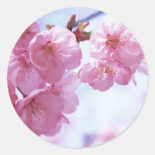 Kersenbloesems #1 Stickers