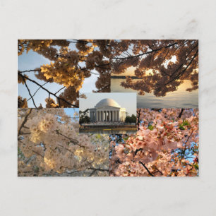 Kersenbloesems bij DC's Tidal Basin Briefkaart