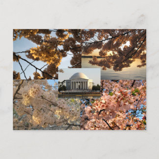 Kersenbloesems bij DC's Tidal Basin Briefkaart