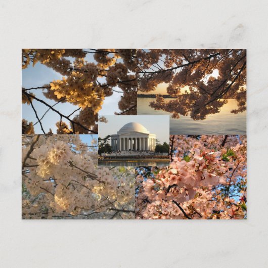 Kersenbloesems bij DC's Tidal Basin Briefkaart (Voorkant)
