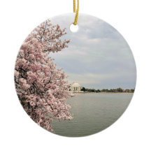 Kersenbloesems bij het Tidal Basin