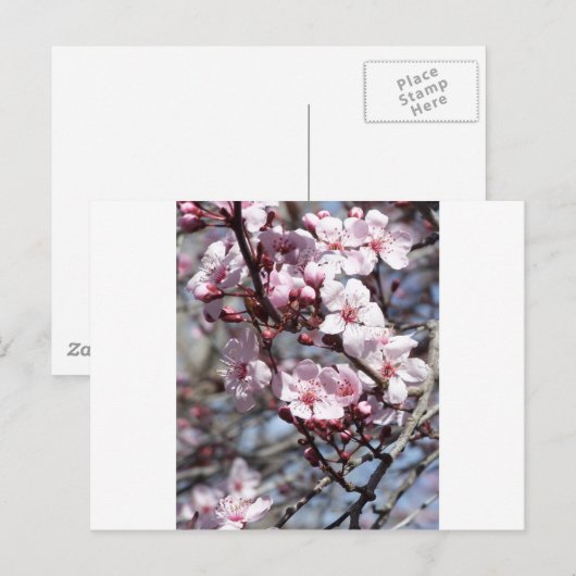 kersenbloesems briefkaart (Voorkant / Achterkant)