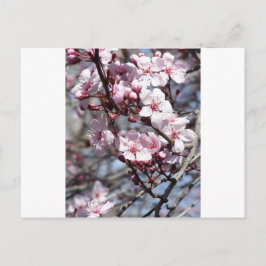 kersenbloesems briefkaart