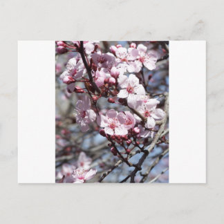 kersenbloesems briefkaart