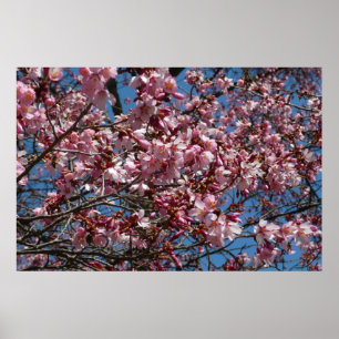 Kersenbloesems en blauwe lucht Lente bloemen Poster